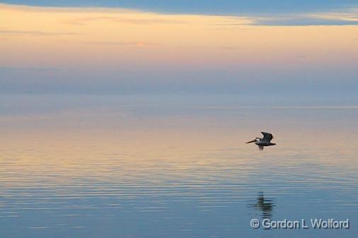 Calm After The Storm_27382.jpg - Brown Pelican (Pelecanus occidentalis) photographed near Port Lavaca, Texas, USA. 